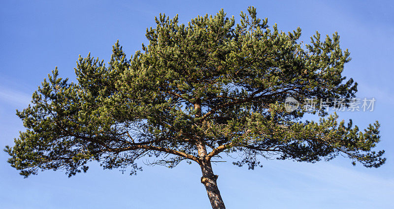 Pinus Sylvestris Linné - Forest Pine